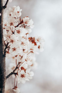 Close-up of white cherry blossom tree