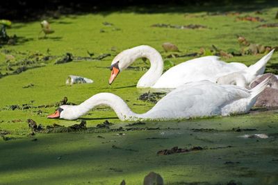 Swans swimming in a lake