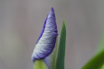 Close-up of purple flowering plant