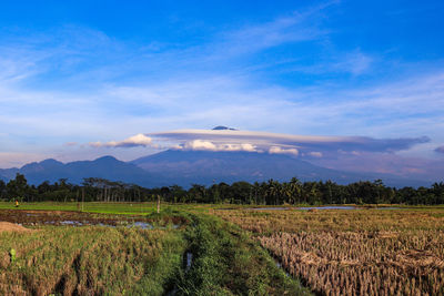 Scenic view of agricultural field against sky