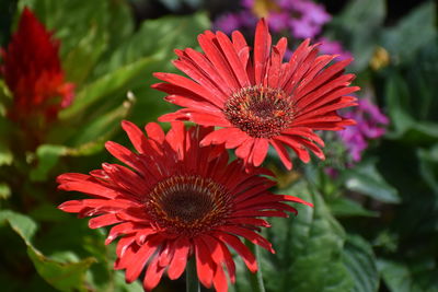 Close-up of red flower in park