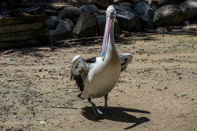 View of a pelican on the ground
