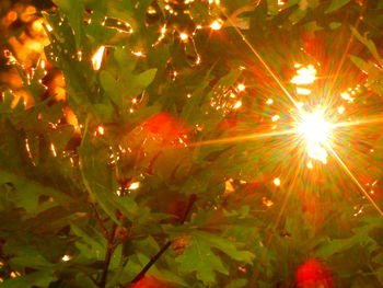 Low angle view of illuminated tree