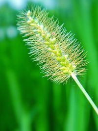 Close-up of plant