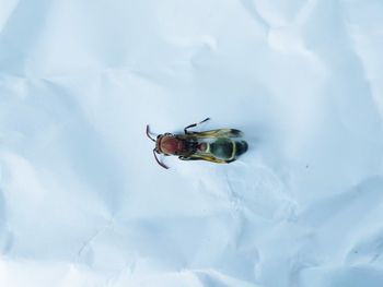 High angle view of insect on snow