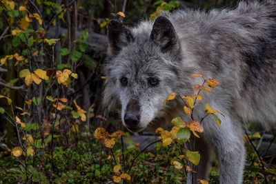 Close-up portrait of dog with flowers