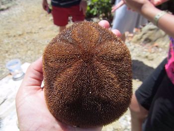 Cropped hand holding dead sea urchin