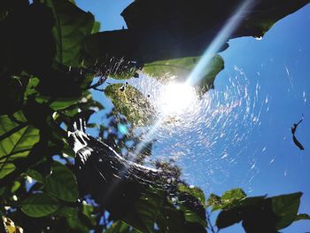 Low angle view of sunlight streaming through plants