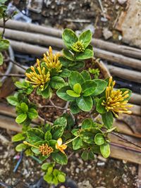 Close-up of potted plant