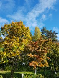 Low angle view of flowering trees against sky during autumn