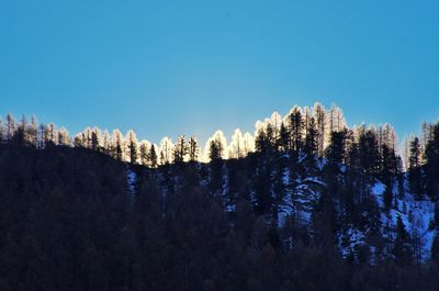 Panoramic view of trees on snow covered landscape against clear sky