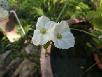 Close-up of white flower