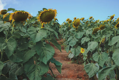 Close-up of sunflower growing in field