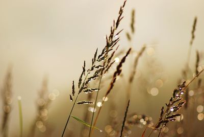 Close-up of plant against clear sky