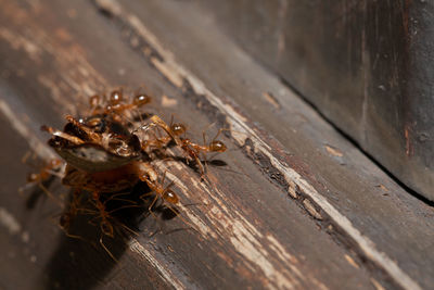 High angle view of bee on wood