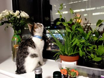 Cat looking through window