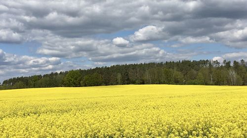 Scenic view of field against cloudy sky