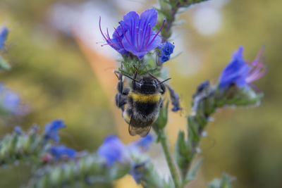 Close-up of bee pollinating on purple flower