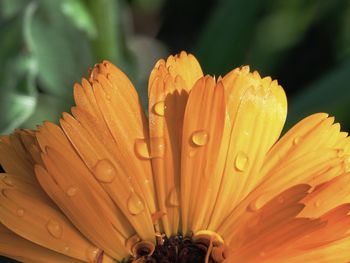 Close-up of wet yellow flowering plant