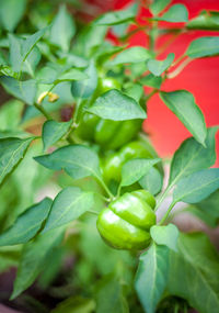 Close-up of green chili peppers plant