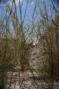 Plants growing in forest