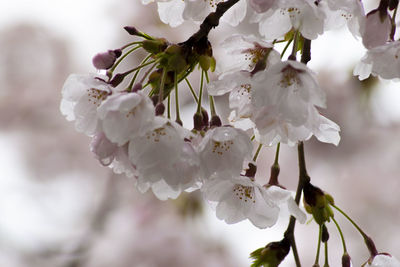Close-up of white cherry blossom tree