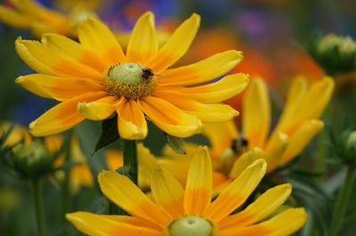 Close-up of yellow flower with bee