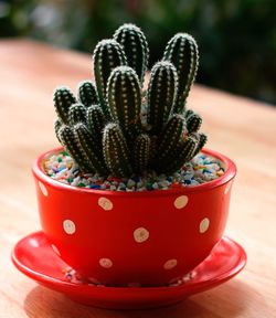 Close-up of succulent plant on table