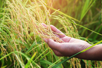Cropped hand of woman touching crops