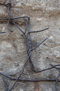 Close-up of plant
