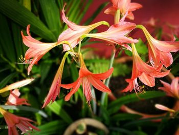 Close-up of day lily plant