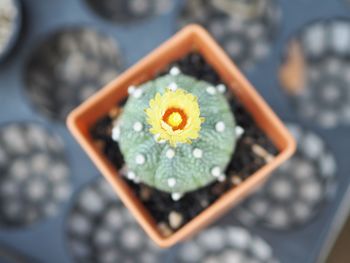 High angle view of succulent plant