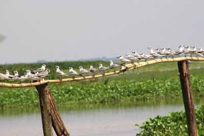 Birds perching on wooden post against sky