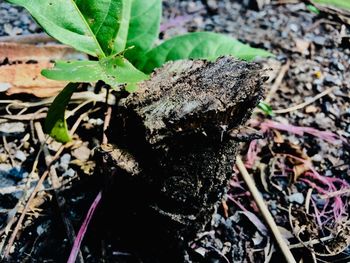 Close-up of mushroom growing on field