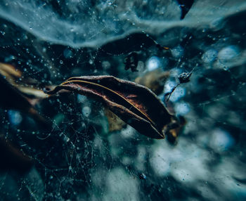 Close-up of jellyfish swimming in sea