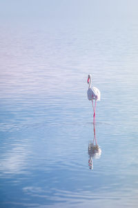 Bird in a lake