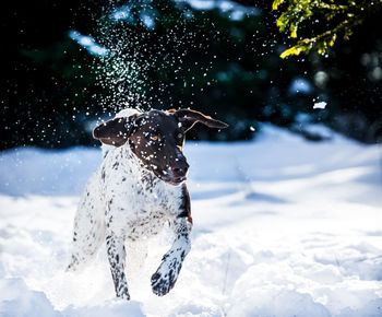 Dog on snow covered field
