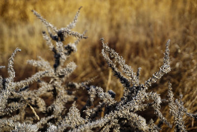 Close-up of dried plant