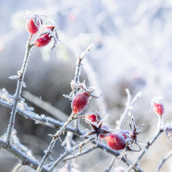 Frost covered rose hip bush against bright natural background