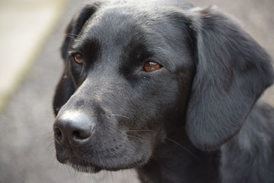 Close-up portrait of dog