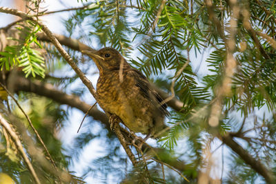 Low angle view of bird perching on tree