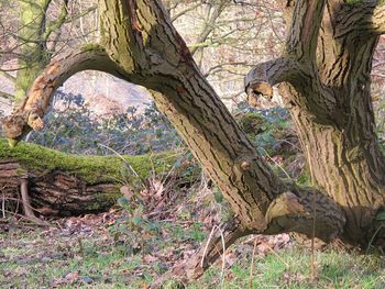 Man seen through tree