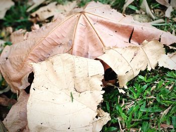 Close-up of leaf on plant