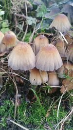 Close-up of mushrooms growing in forest