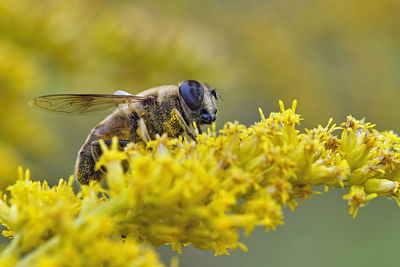 Close-up of insect on yellow flower