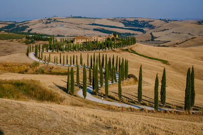 Scenic view of agricultural field against sky