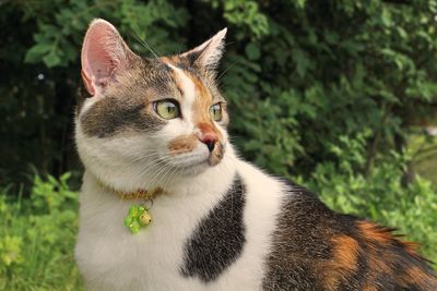 Close-up portrait of a cat