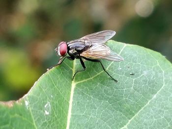 Close-up of fly on leaf