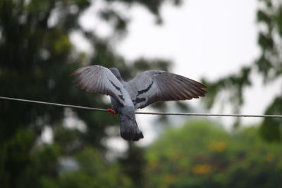 Close-up of bird with spread wings