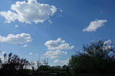 Low angle view of trees against blue sky